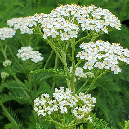 Achillea Millefolium (Common Yarrow) Seeds - Hardy Perennial with Vibrant Flower Clusters