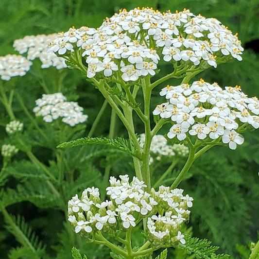 Achillea Millefolium (Common Yarrow) Seeds - Hardy Perennial with Vibrant Flower Clusters