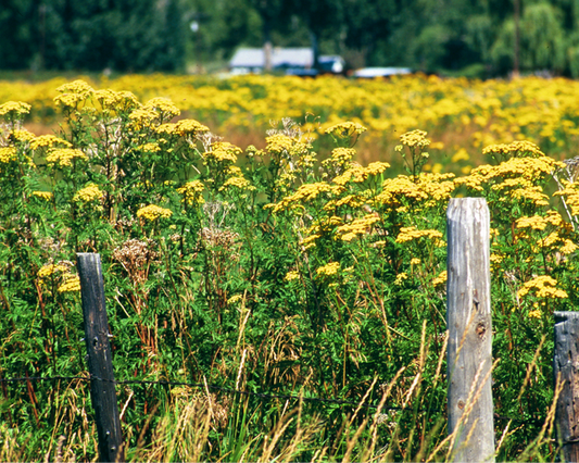 Heirloom Tansy Flower seeds for Planting Bright Blooms Heirloom & GMO Free Seeds for Home Garden