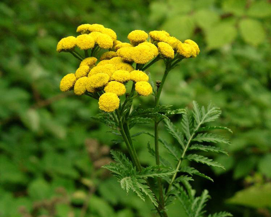 Heirloom Tansy Flower seeds for Planting Bright Blooms Heirloom & GMO Free Seeds for Home Garden