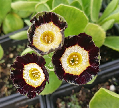 Ornamental black Primula Auricula for garden