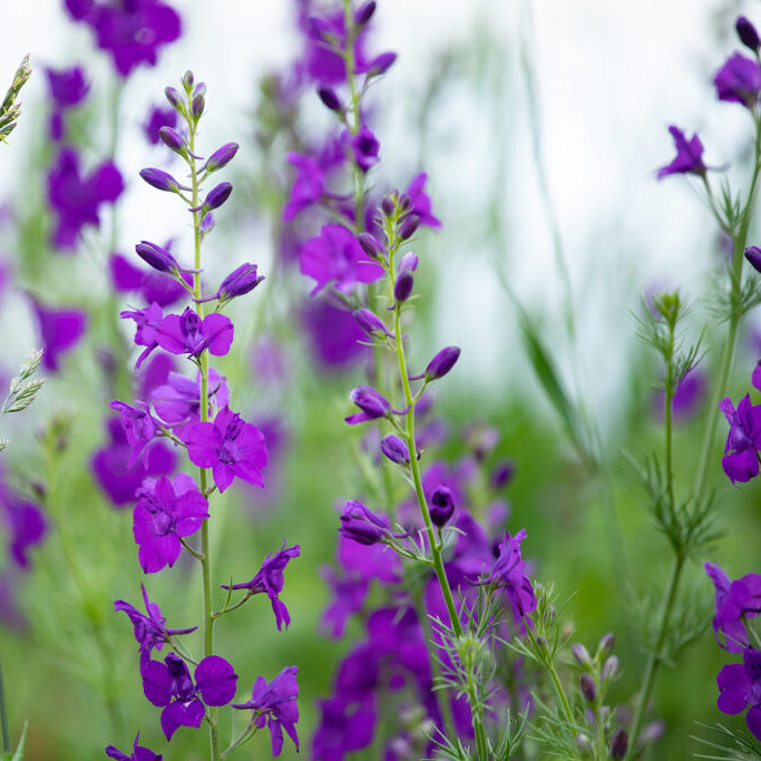 Semi di arbusto Consolida viola Razzo