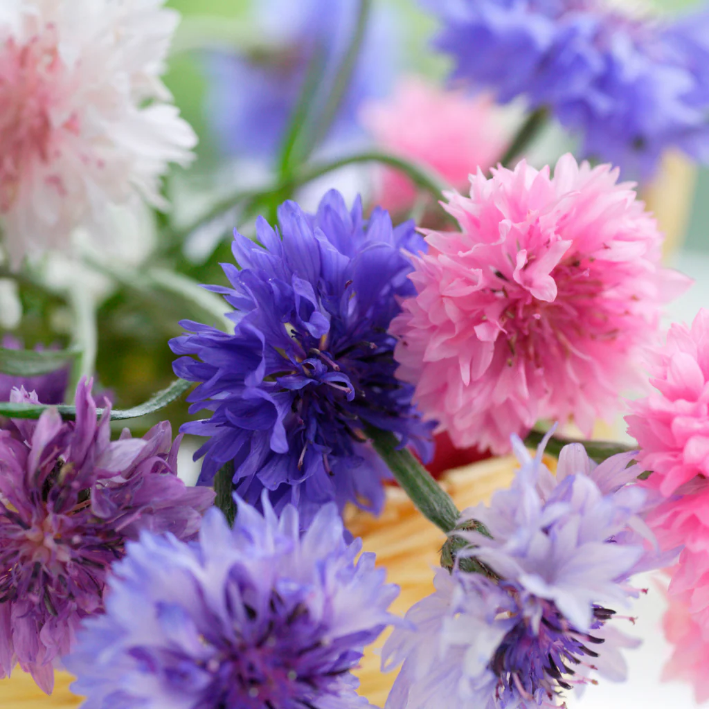 Bachelor Buttons Seeds – Polka Dot Mix Bright Cornflower