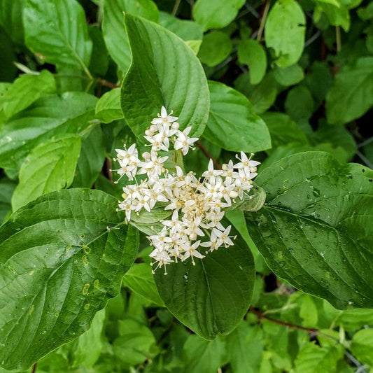 Cornus Sericea Shrub Seeds