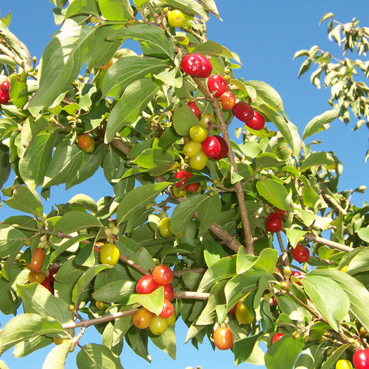 Cornus Mas Shrub Seeds