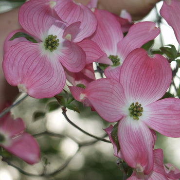 Pink Dogwood Flower Seeds