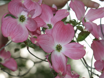Pink Dogwood Flower Seeds