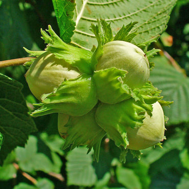 Corylus Avellana Fruchtsamen