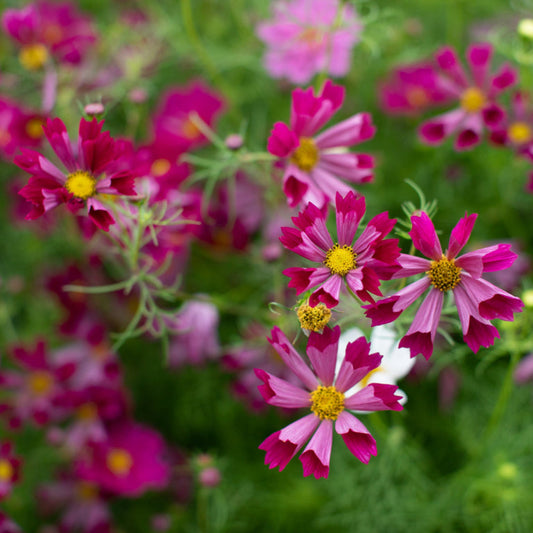 Sea Shells Cosmos Bipinnatus Flower Seeds