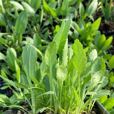 Semi di Erba di Costmary