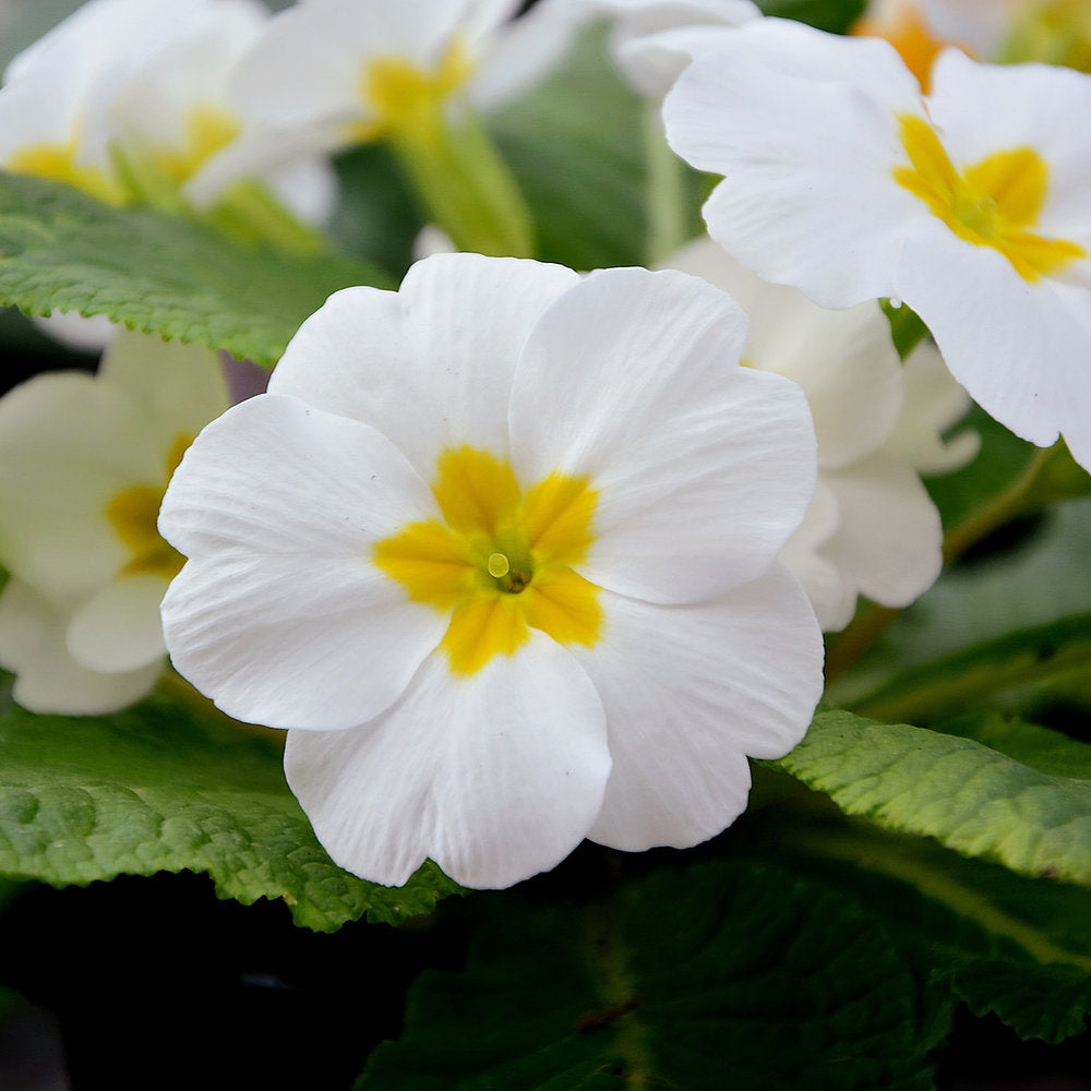 Elegant White Primrose Seeds for Borders