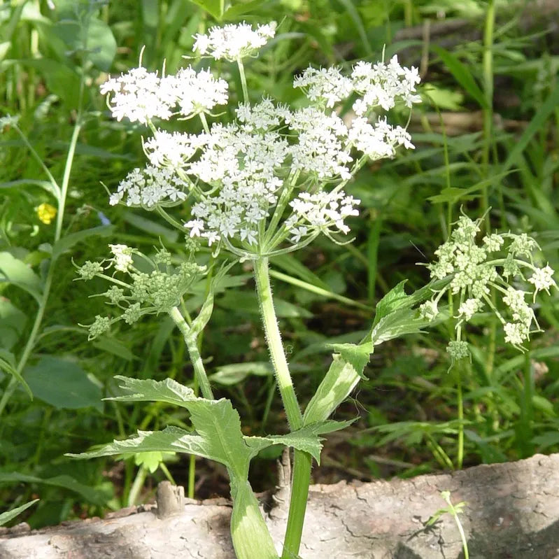 Semi di Erba di Pastinaca Selvaggia