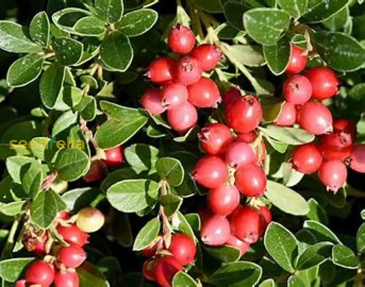 Cranberry Seeds For Planting Vaccinium Macrocarpon Fruit Seeds heirloom non-gmo organic garden seeds
