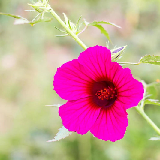 Cranberry Hibiscus Flower Seeds