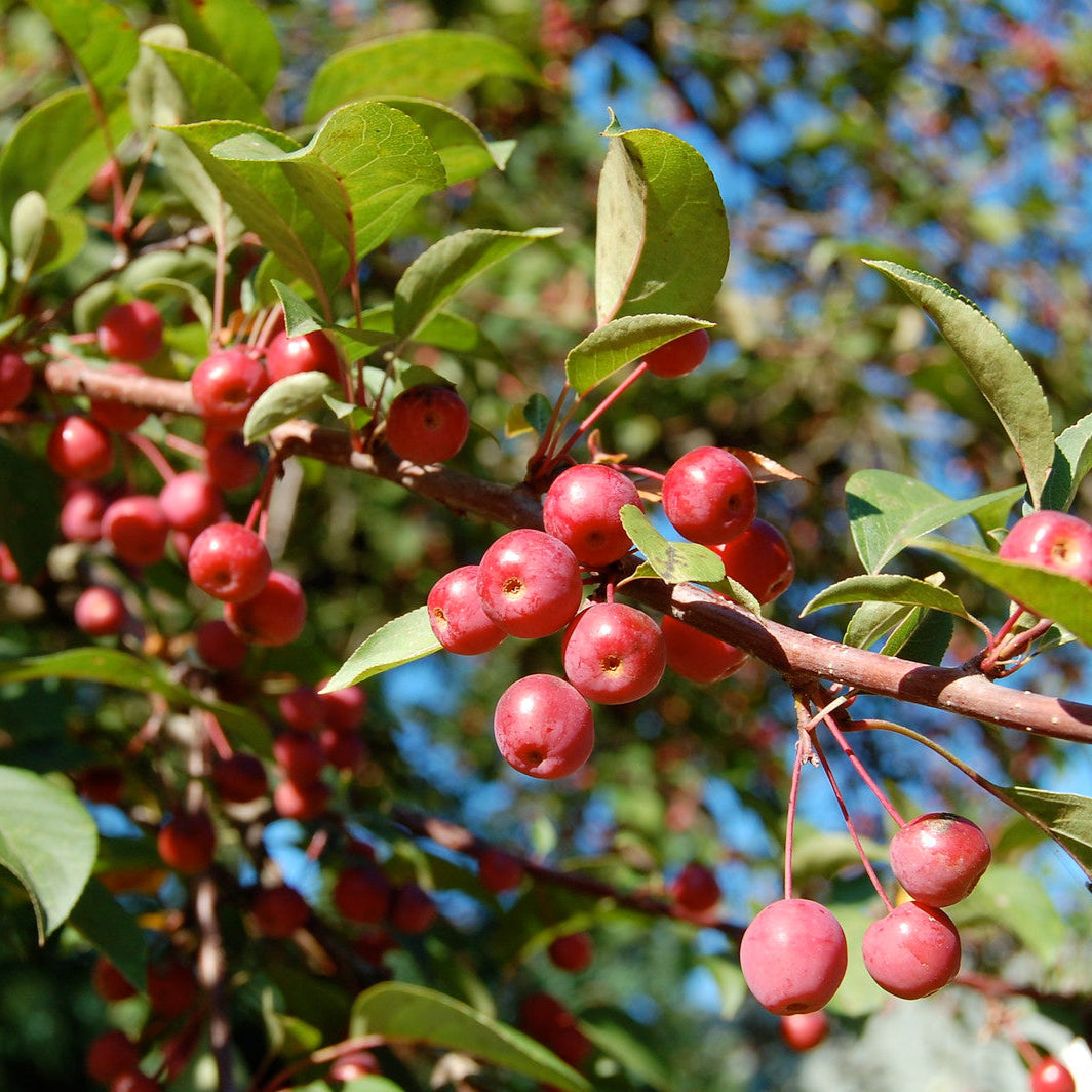 Crab Apple Fruit Seeds
