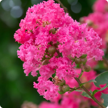 Crape Myrtle Flower Seeds