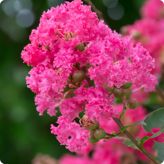 Crape Myrtle Flower Seeds