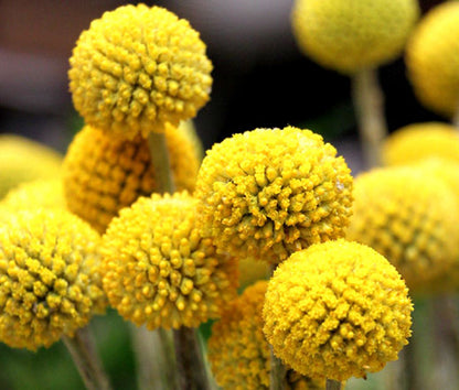 Craspedia Globosa Flower Seeds