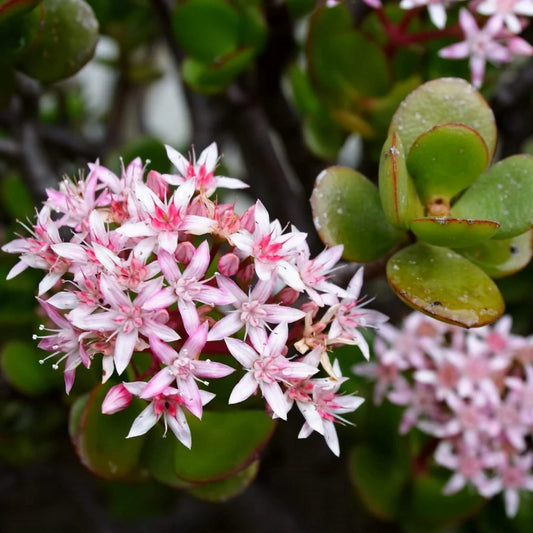 Crassula Flower seeds for Planting - Drought Tolerant, Heirloom & GMO Free Seeds for Home Garden
