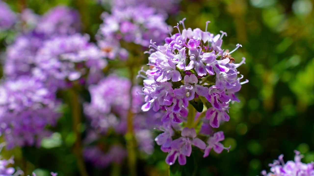 Creeping Thyme violet blooms in garden
