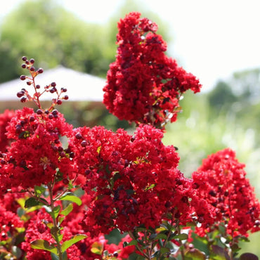 Red Crape Myrtle Flower Seeds