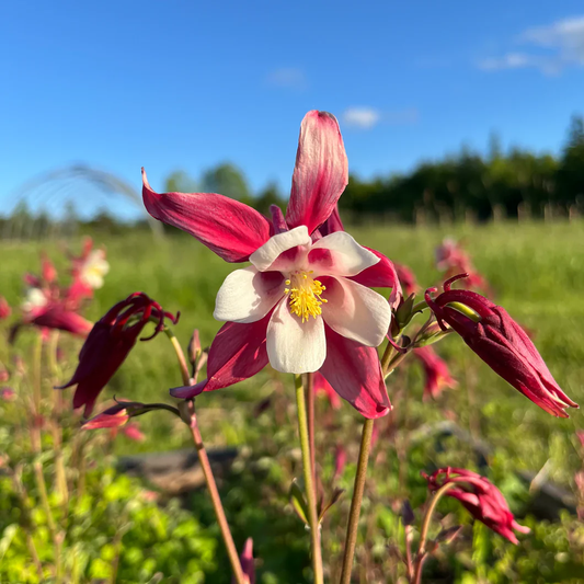 Crimson Star Columbine Flower Seeds