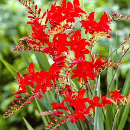 Crocosmia Lucifer Flower Seeds