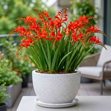 Crocosmia Flower seeds for Planting - Wildflower Mix, Heirloom & GMO Free Seeds for Home Garden