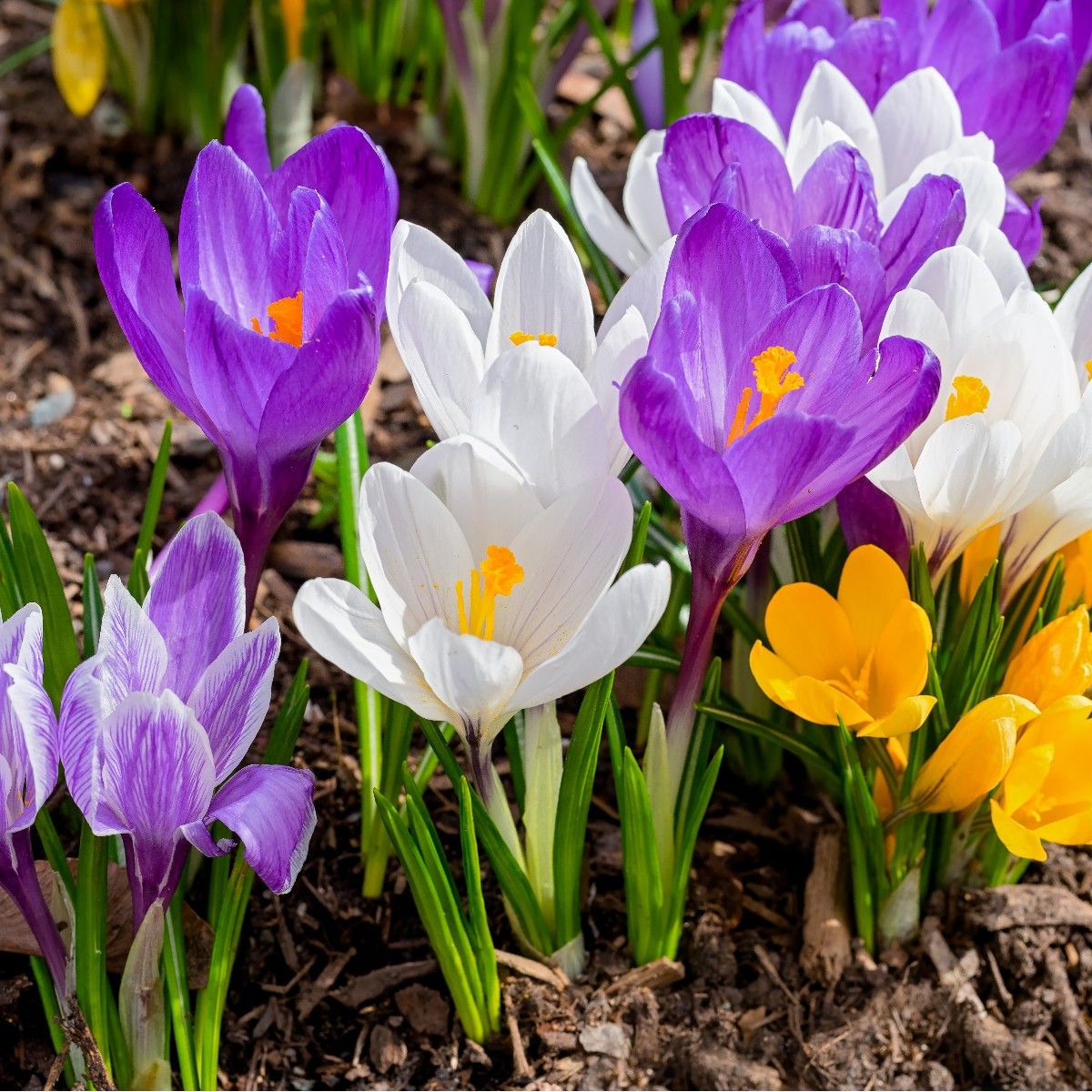 Mixed Crocus Flower seeds for Planting - Compact Growth, Heirloom & GMO Free Seeds for Home Garden