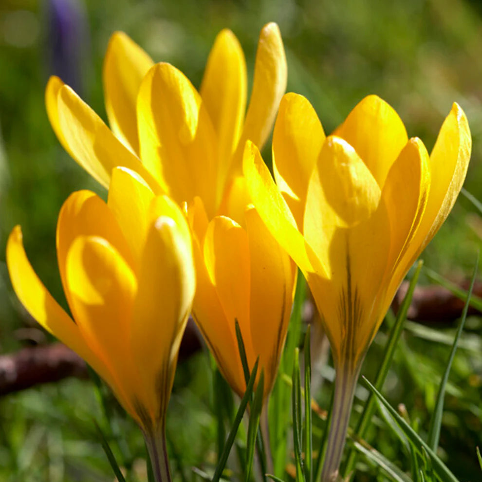 Yellow Crocus Flower seeds for Planting - Wildflower Mix, Heirloom & GMO Free Seeds for Home Garden