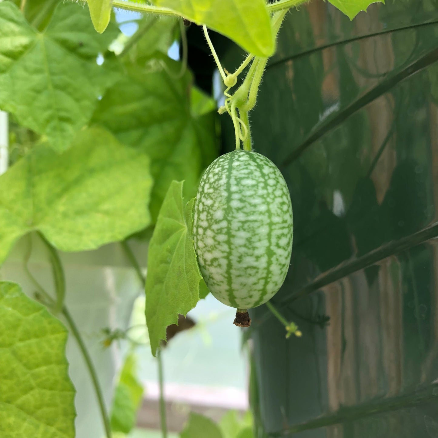Melothria Scabra Vegetable Seeds