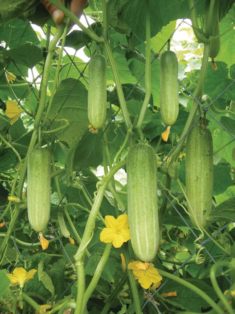 Cucumber Vegetable Seeds