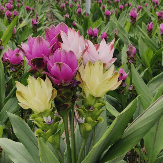 Curcuma-Mix-Blumensamen - Lebendige tropische Blüten für Ihren Garten