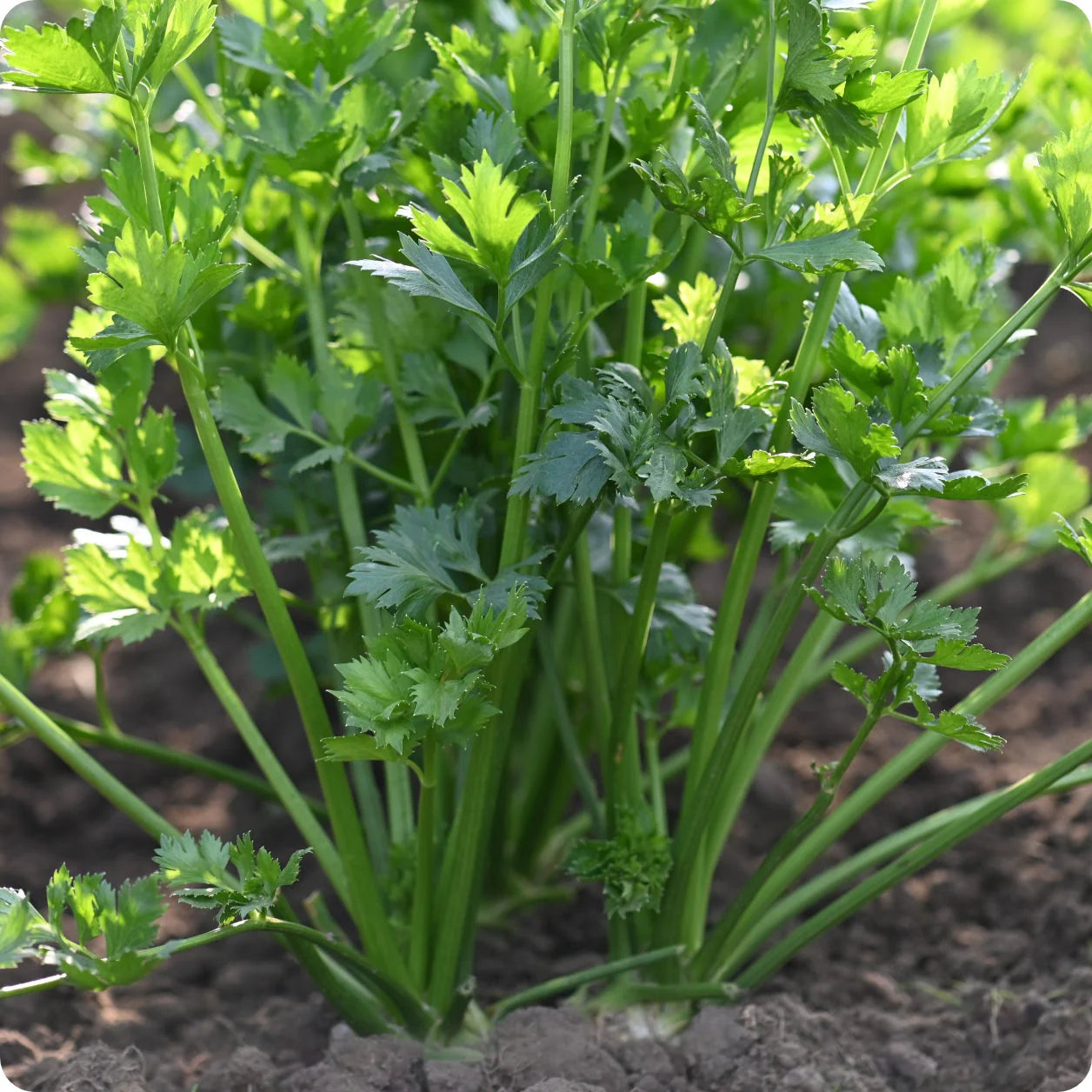 Celery Vegetable Seeds