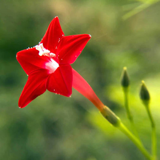 Cardinal Climber Flower Seeds