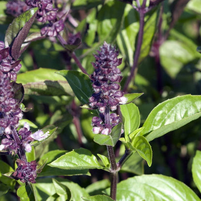 Basil Ocimum Basilicum Herb Seeds