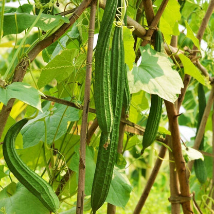斜めのヘチマキア野菜の種