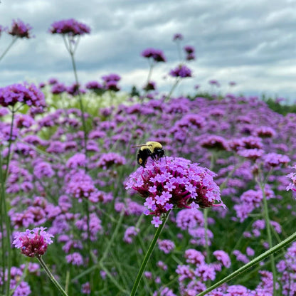 Moss Verbena Flower Seeds