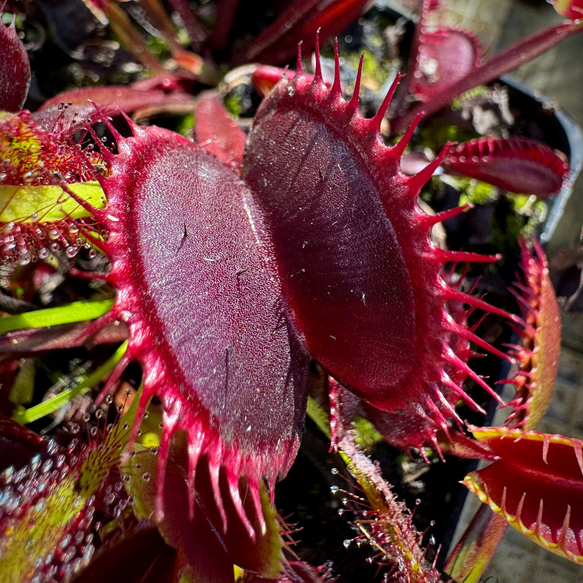 Venus Fly Trap Red Flower seeds for Planting - Pollinator Friendly, Heirloom & GMO Free Seeds for Home Garden
 
 Sale for planting in home garden.