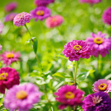 Purple Zinnia Flower Seeds