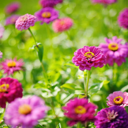 Purple Zinnia Flower Seeds