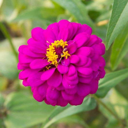 Purple Zinnia Flower Seeds