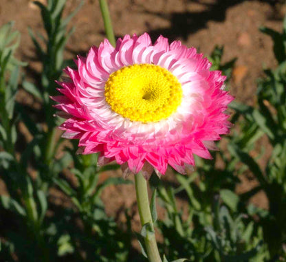 Paper Daisy Flower Seeds