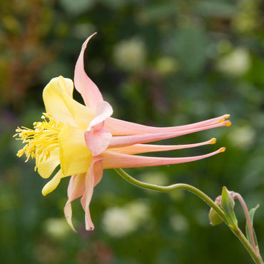 Yellow Aquilegia Viridiflora Flower Seeds