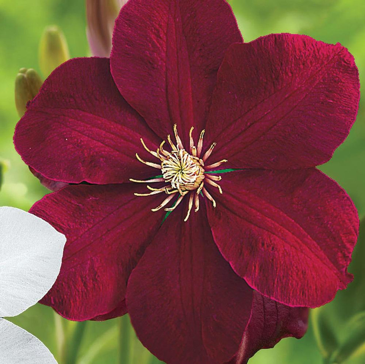 Red Clematis Flower Seeds