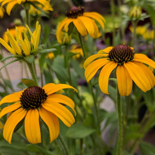 Rare Gold Rush Yellow Flowers Seeds