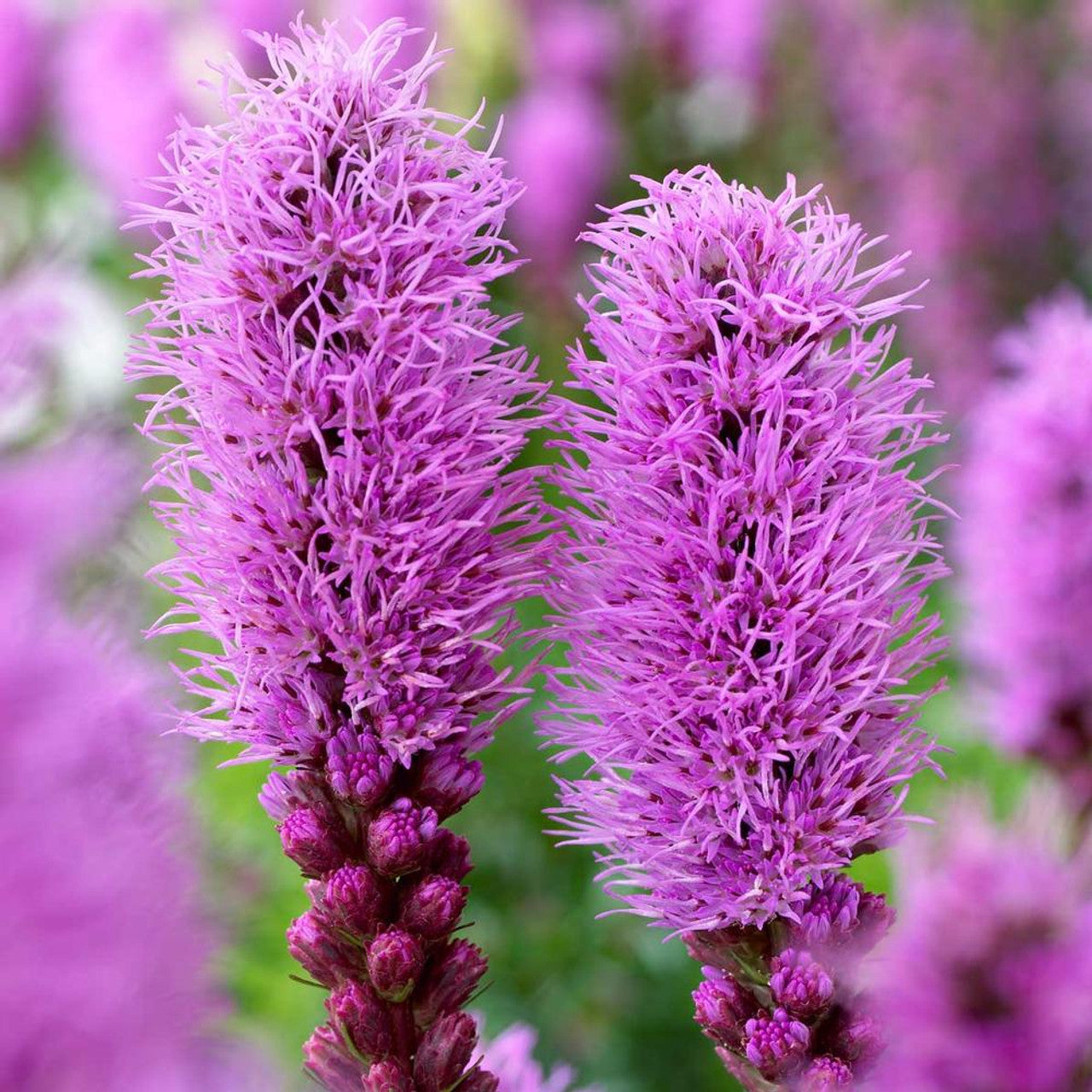 Blazing Star Flower Seeds (Liatris Spicata)