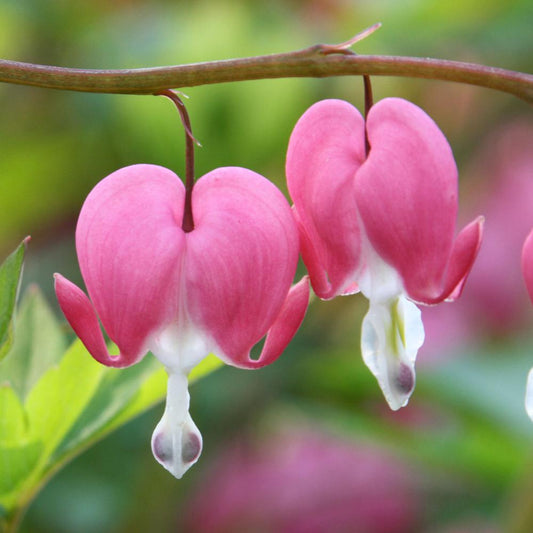 Bleeding Heart (Dicentra Spectabilis) Flower Seeds