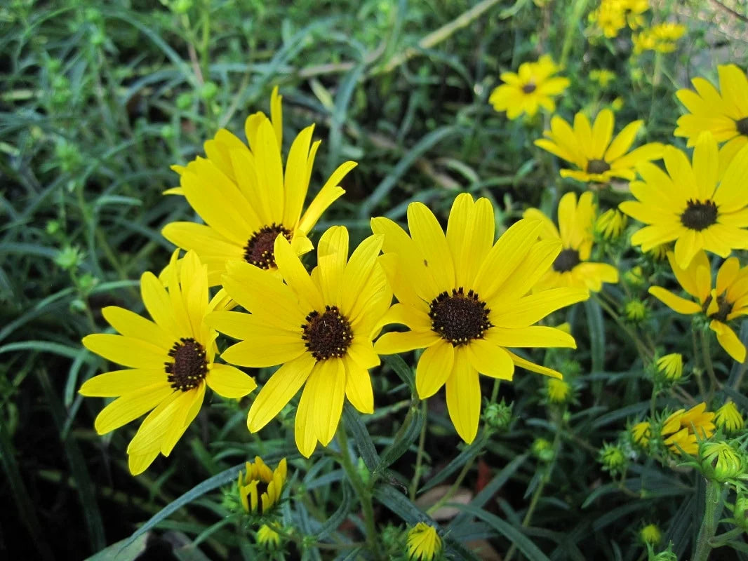 Swamp Sunflower Seeds