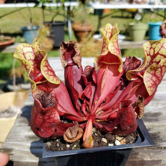 Sarracenia Purpurea Herb Seeds